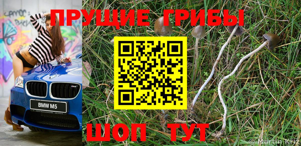 Галлюциногенные грибы Psilocybine cubensis  Вход с VPN  наркота  Кувандык 